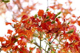 Gambar bunga mawar cantik psalm 116 4 1066x1600 download hd. Flora Bunga Bunga Wallpaper Hd Foto Gratis Di Pixabay
