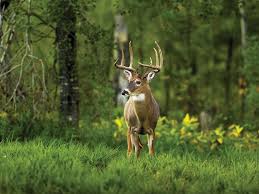 Watch series online free without any buffering. It S Time To Cut The B S In Deer Hunting Outdoor Life