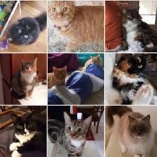 Go to my pet sitting rates section if you need. Cat Sitting By Furry Fellas Pet Service Llc Providence Ri