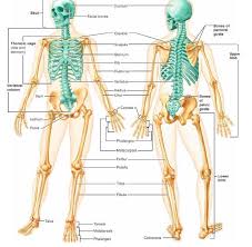 The Skeleton Is Broken Into Two Regions The Axial Skeleton Which Is Marked In Blues Forms The Centra Human Anatomy And Physiology Thoracic Cage Facial Bones