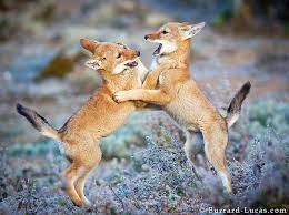 Ethiopian Wolf Pups Ethiopian Wolf Animals Animal Behavior