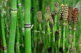 Image result for Equisetaceae