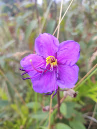 Image result for Dissotis pulchra