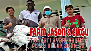 341 likes · 12 talking about this. Mencari Ayam Sabung Laga Putih Untuk Ayah Made In Thailand Padu Youtube