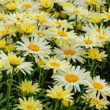 May 05, 2014 · leucanthemum 'broadway lights' gracie5 posts: Broadway Lights Shasta Daisy Sun Perennials From Gurney S