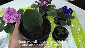 How To Care For Small Potted African Violet Plant African Violets African Violets Plants Container Flowers
