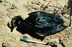 Water Pollution An Introduction To Causes Effects Solutions Water Pollution Pollution Effects Of Water Pollution