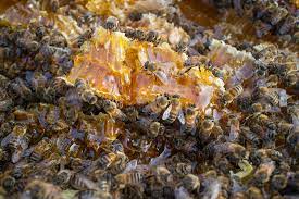 Place your hive in front of a windbreak, like a hill, some bushes painting and airing the hive. Protect Your Home From Bees Menace With Bees Removal Perth Services