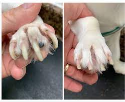 we are seeing the cost now of grooming not being essential poor boy so glad we can finally help dognails doggrooming dog groomers dog grooming dog nails
