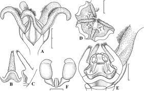 Image result for Neoschumannia cardinea
