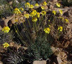 Image result for Euryops subcarnosus