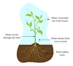 The organ by which plant absorbs water: Lesson Explainer Transpiration Nagwa