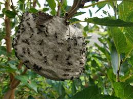 Image result for Polystachya cribbiana