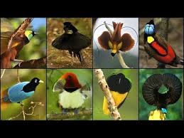 Bird Of Paradise Mating Dance Birds Of Paradise Courtship Display Mating Dance Funny Most Wonderful Birds Species Youtube Birds Of Paradise Birds Beautiful Birds