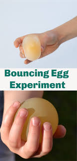 Bouncy Egg Experiment Cool Science For Kids Bouncy Egg Experiment Egg Experiments Bouncy Egg