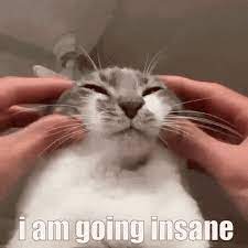Going Insane Cat Gif Going Insane Cat Meme Discover Share Gifs