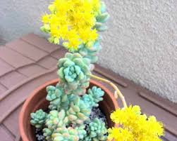 Most gardeners will enjoy growing them for their soft foliage. How Why When And What To Do With Flowering Succulents Succulent Plant Care