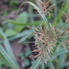 Image result for Cyperus distans