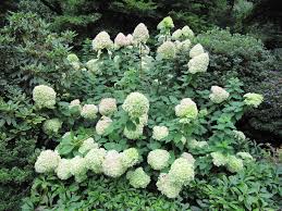 Hydrangea macrophylla (bigleaf, mophead, or lacecap hydrangeas) these hydrangeas begin blooming in early to midsummer and can continue until summer's end, so they set their bloom buds during late summer or early fall. How To Grow And Maintain Limelight Green Hydrangeas