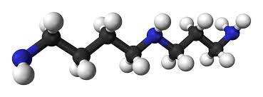 Biogena spermidin cellimmun® provides valuable spermidine in high doses, cleverly combined with spermidin cellimmun® from biogena. Spermidine Wikipedia