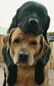 Libertyenglishh Cute Dogs Puppies Dog Lovers