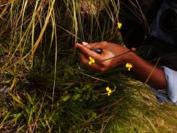 Image result for Xyris capensis