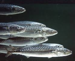Mobile Mackerel Elevage De Poissons Omega 3 Maquereau