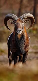 The Residence Of Rocky Mountain Bighorn Sheep Were Once Widespread Throughout Western North America By The 1920 Majestic Animals Big Animals Animals Beautiful