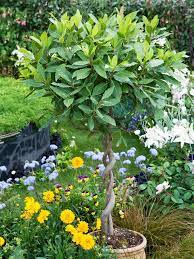 Plants Bay Leaf Plant Bay Tree Plants
