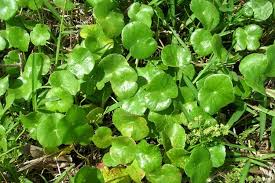 Image result for Hydrocotyle bonariensis
