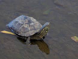 They need a dry basking area with a warming light. Chinese Pond Turtle Turtles And Tortoises Of China Inaturalist