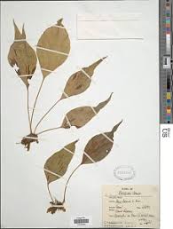 Image result for Antrophyum mannianum