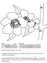 Coloring pages blue hen and peach blossom delaware state bird and. Peach Blossom Coloring Page