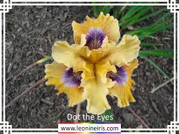 A little extra care and attention at fall planting will be greatly. Leonine Iris Beardless Iris Culture