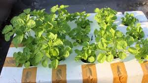 Dalam menebarkan benih bayam yang memiliki ukuran kecil dengan cara menebar menggunakan saringan atau tangan tergantung kondisi. 4 Cara Menanam Bayam Hidroponik Paling Mudah Ilmubudidaya Com