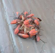 Check spelling or type a new query. Red And Black Cannibal Insect Boisea Trivittata Bugguide Net