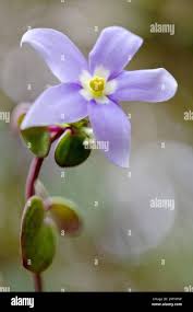 Image result for Exacum zombense