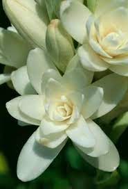 A Quick Guide To Planting Tuberose Bulbs Gardens White Flower Garden Witte Bloemen Tuin Planten
