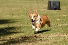 You can also check out lilibet's virtual sports section where players will be able to predict the winners of various competitions including ping pong, horse racing, dog racing, badminton, soccer and football matches in various leagues. Brooklyn Nine Nine Dog Who Played Cheddar Dies At 13 Deadline