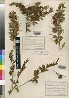 Image result for Maerua bussei