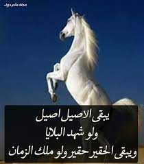 تصفح الاعلانات على السوق المفتوح لجميع أنواع الخيول، خيل عربي اصيل في مصر بأفضل الأسعار و بسهولة تواصل بين البائع و المشتري. Ø§Ù„Ù…Ø¬ØªÙ…Ø¹ Ø§Ù„Ù…Ø¯Ù†ÙŠ Ø¨Ù…Ø¯ÙŠÙ†Ø© Ø¨ÙˆØ³Ø§Ù„Ù… Posts Facebook