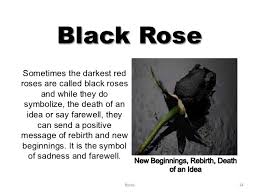 Pin By Brandi Nichole On Crow Raven S Book Coven Black Rose Black Rose Meaning White Rose Symbolism