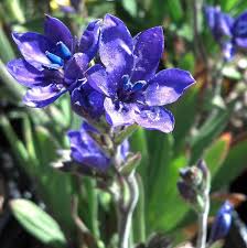 Image result for Babiana