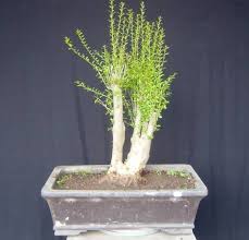 Average prices of more than 40 products and services in puerto rico. Neea Buxifolia From Puerto Rico