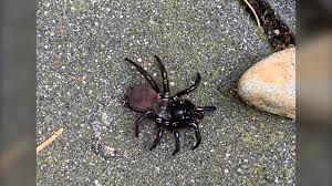 I have put it on a chair and now i can't see it there. Huge And Very Creepy Vancouver Island Woman Stumbles Upon Rarely Seen Spider Ctv News