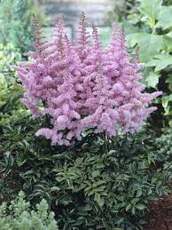 Family Saxifragaceae Common Name False Spirea Features Cultivation Excellent Plants For Borders Containers Plants That Love Shade Hosta Plants Plants