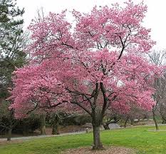 Okame Cherry Tree Okame Cherry Tree For Sale Plantingtree Com Flowering Cherry Tree Cherry Blossom Tree Cherry Tree