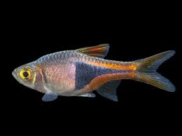 Image result for Heteromorpha