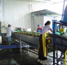 Pineapple Manufacturing Pineapple Processing Pineapple