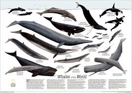 whale chart national geographic maps world map poster